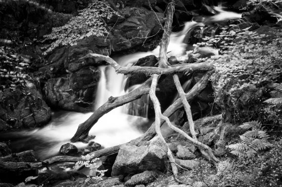 Nature image in black and white by Fuji X100
